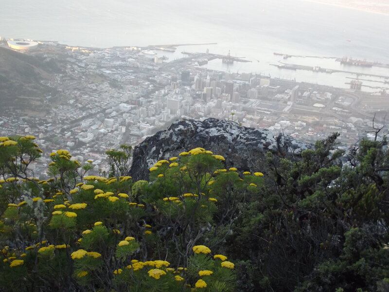 Yellow Flowers on Mountain — Green, Serene