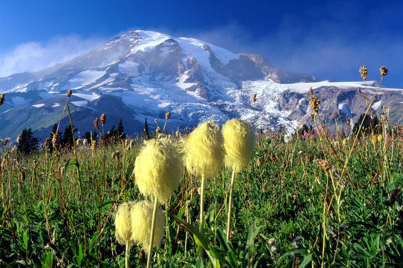 Yellow Flowers on Mountain — Green
