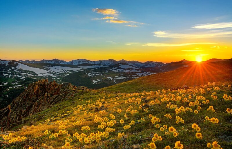 Yellow Flowers on Mountain — Serene, Sunrise