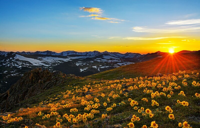 Yellow Flowers on Mountain — Serene