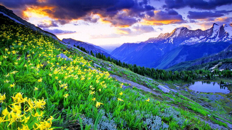 Yellow Flowers on Mountain Slope — Dramatic