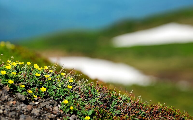 Yellow Flowers on Mountain Slope — Green