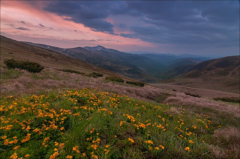 Yellow Flowers on Mountain Slope — Orange