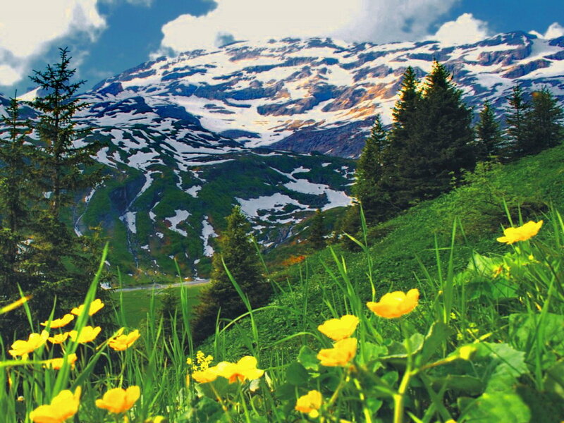 Yellow Flowers on Mountain Slope