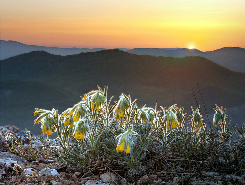 Yellow Flowers on Mountain
