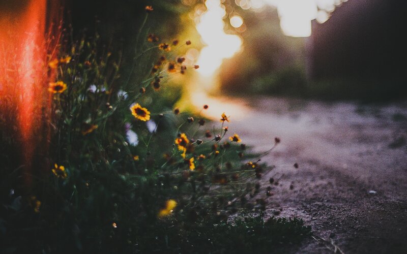 Yellow Flowers on Path — Serene