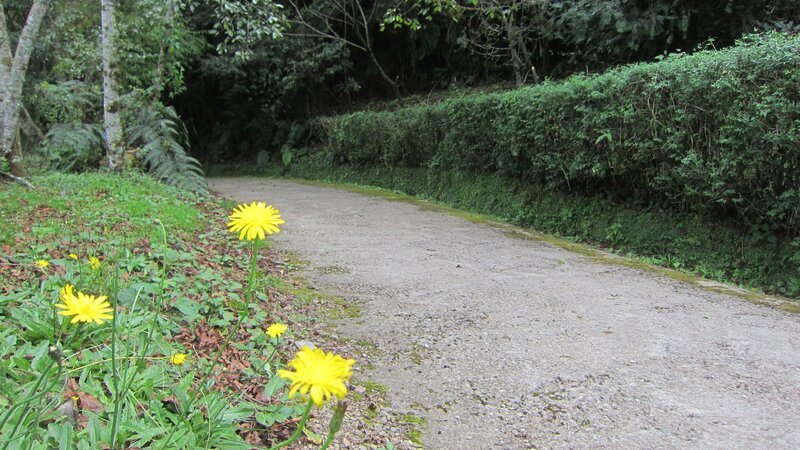 Yellow Flowers on Path