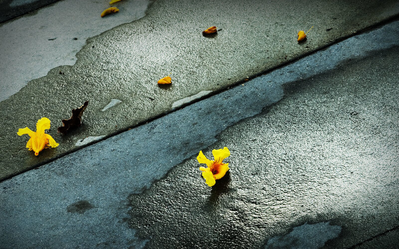 Yellow Flowers on Pavement — Dramatic