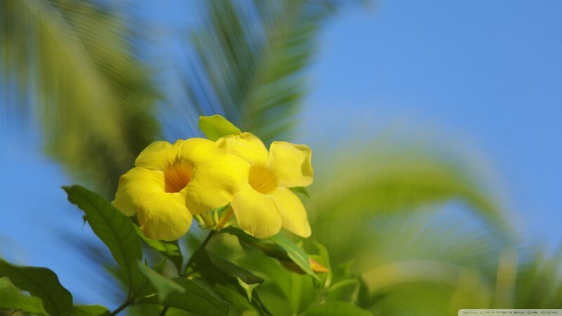 Yellow Flowers on Plant — Serene