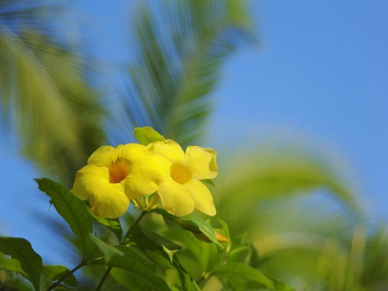 Yellow Flowers on Plant