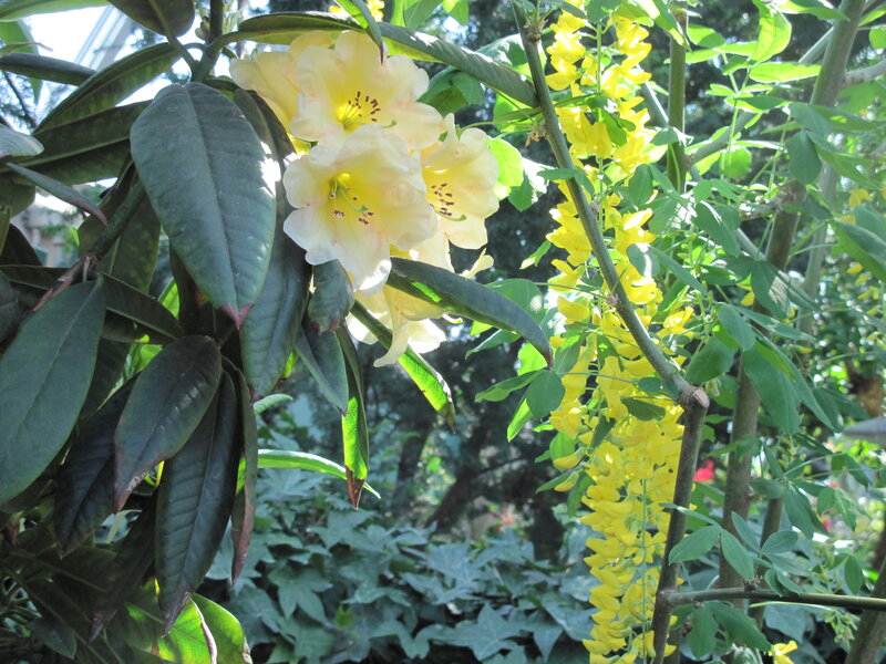 Yellow Flowers on Plants