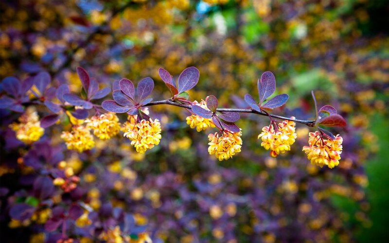 yellow flowers on purple leaves