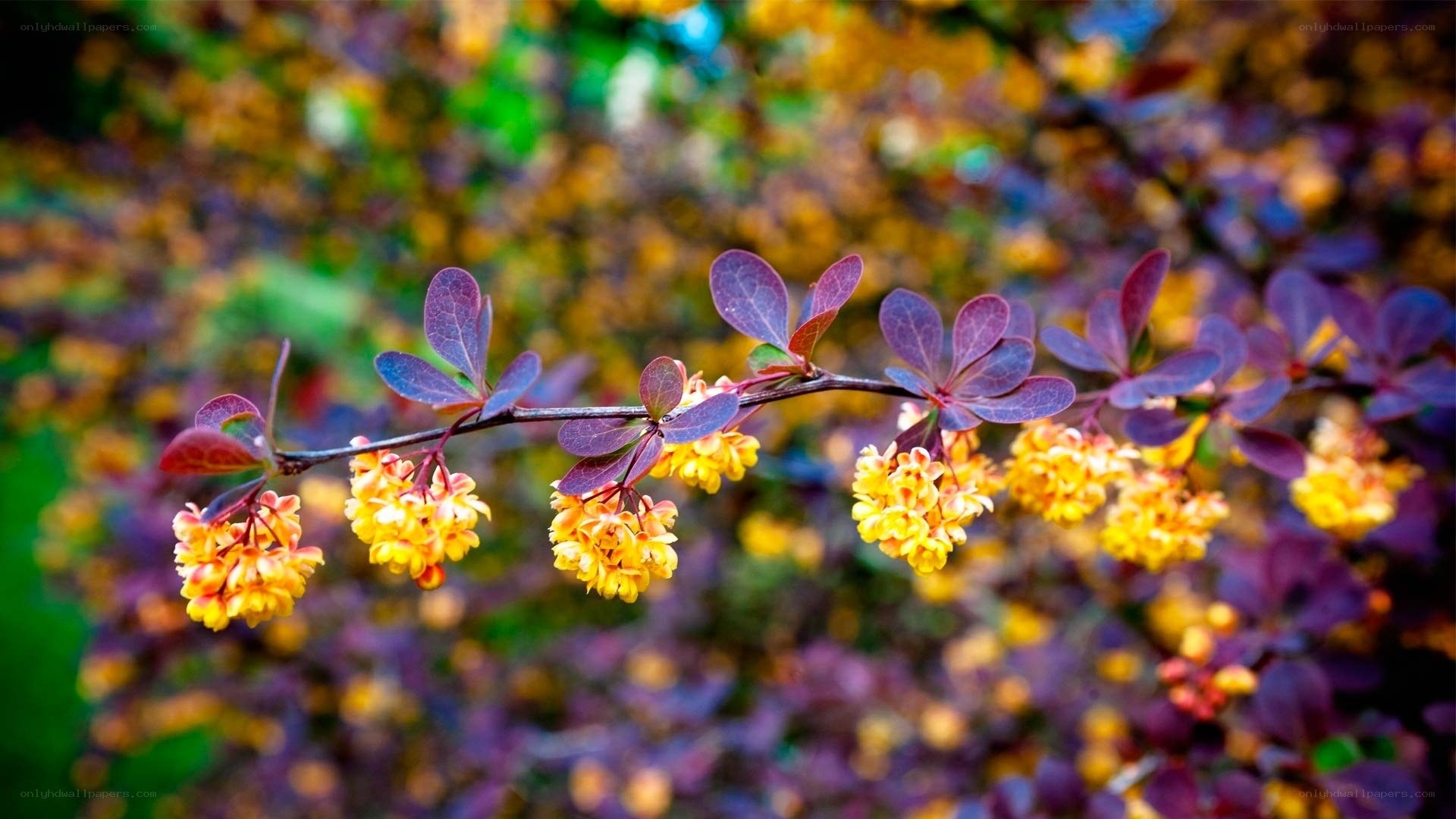 yellow flowers on purple leaves