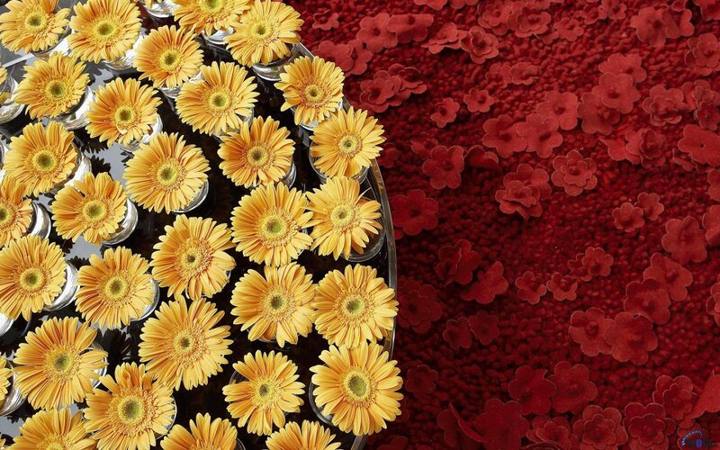 Yellow flowers on red background