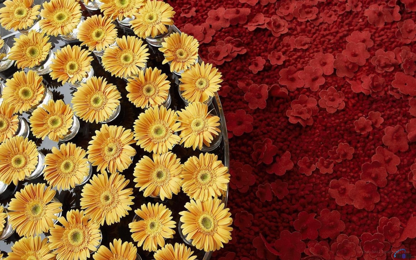 Yellow flowers on red background