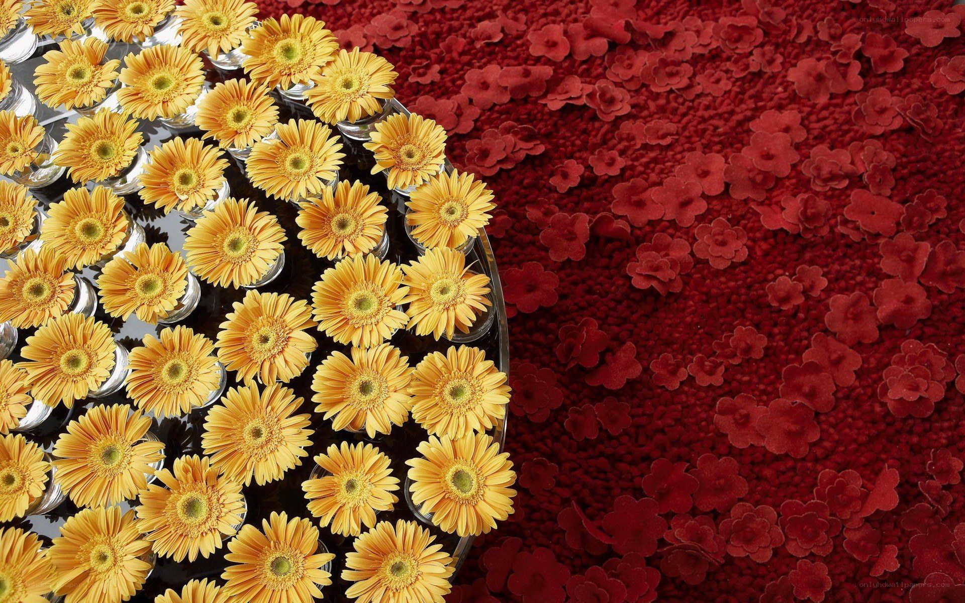 Yellow flowers on red carpet