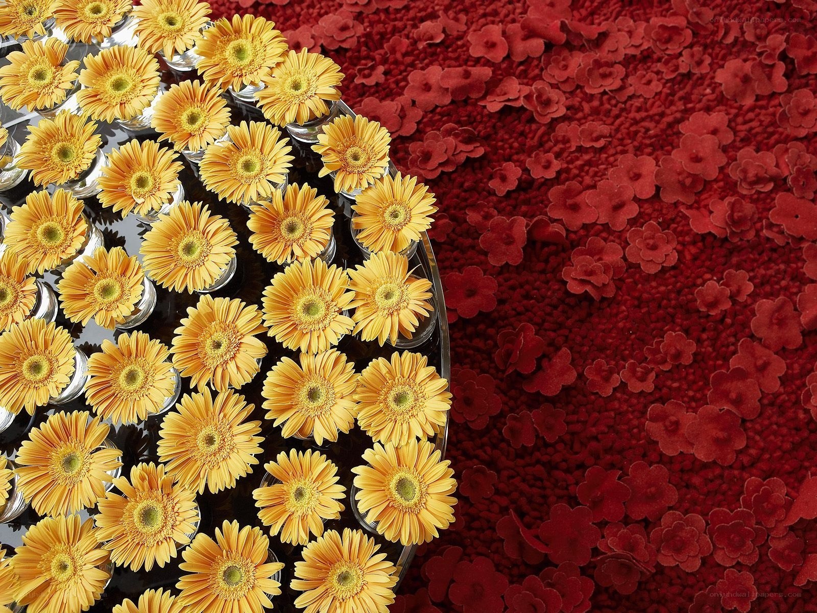 Yellow flowers on red carpet