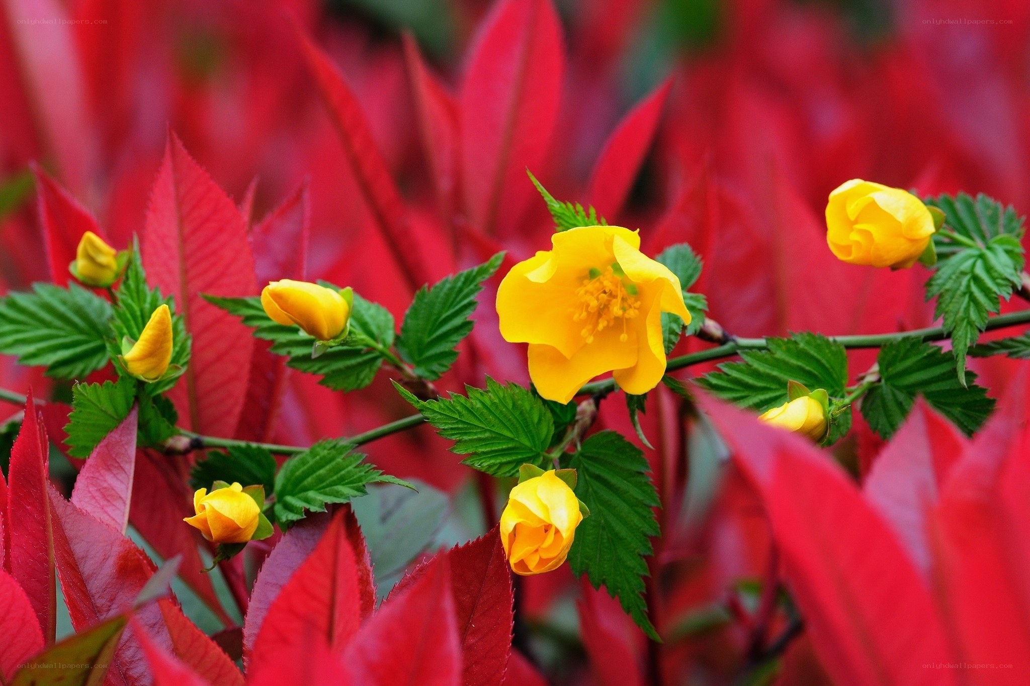 Yellow flowers on red leaves