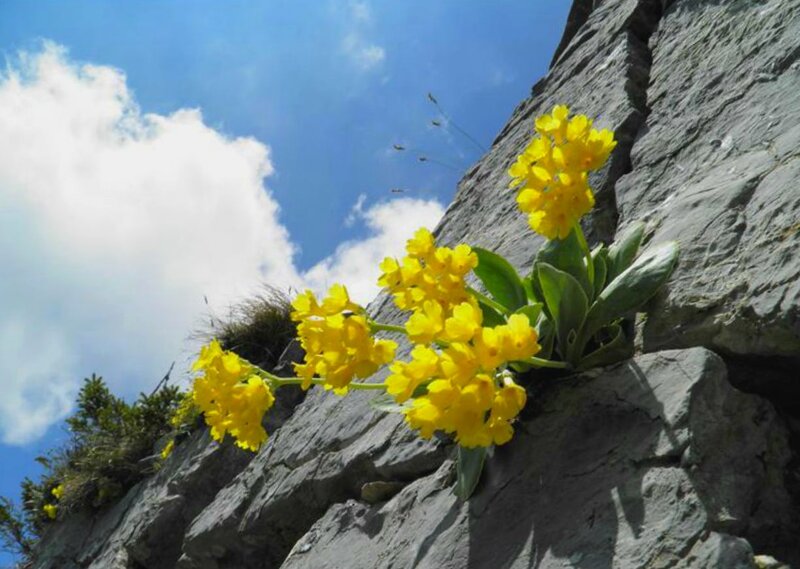 Yellow Flowers on Rock — Serene, Afternoon