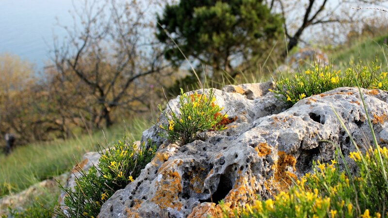 Yellow Flowers on Rock — Serene, Spring
