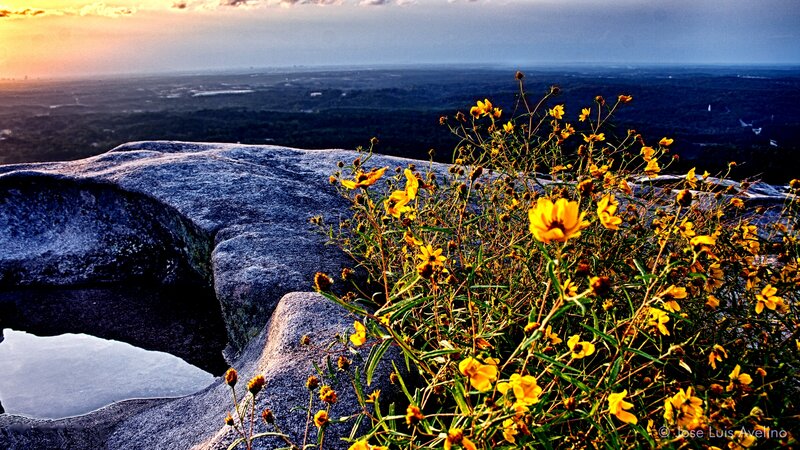 Yellow Flowers on Rock — Serene