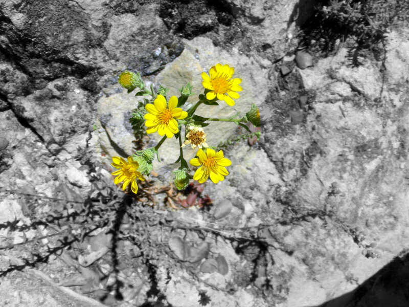 Yellow Flowers on Rock