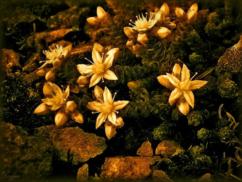 Yellow Flowers on Rocks — Green