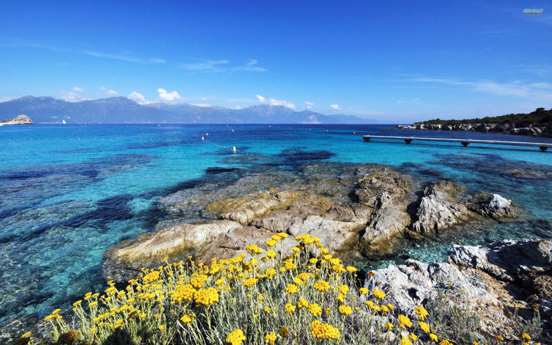 Yellow Flowers on Rocks