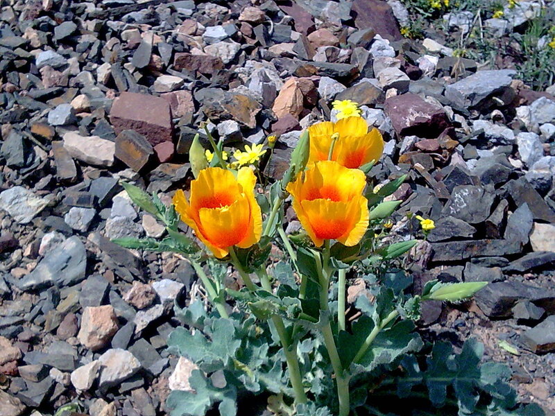 Yellow flowers on rocky ground