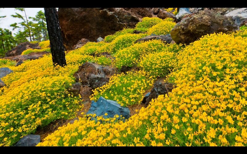 Yellow flowers on rocky hillside
