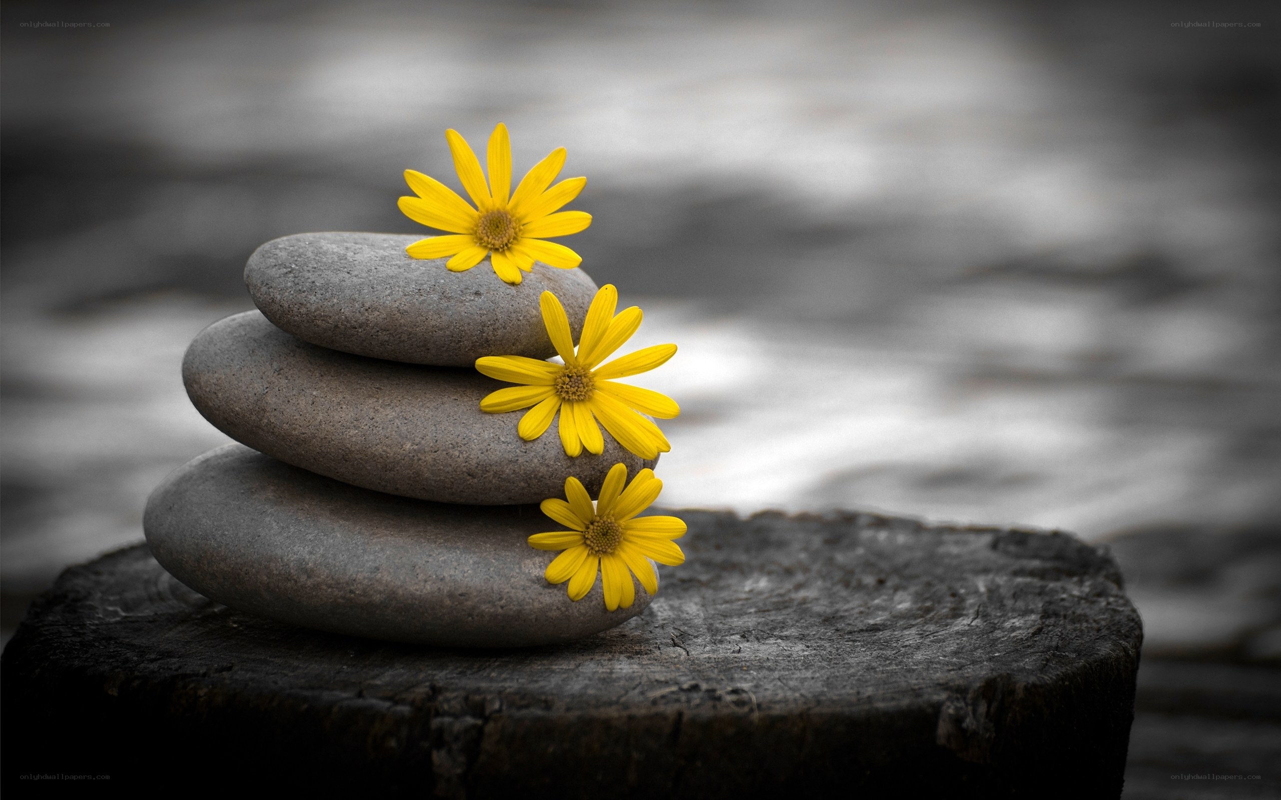 Yellow flowers on stacked stones