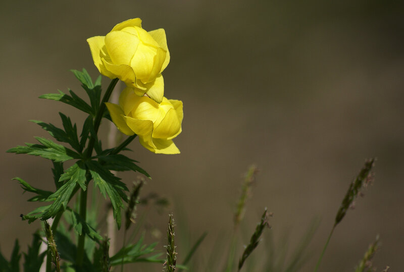 Yellow Flowers on Stem