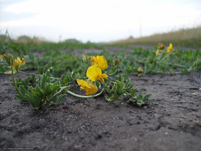 Yellow flowers on the ground