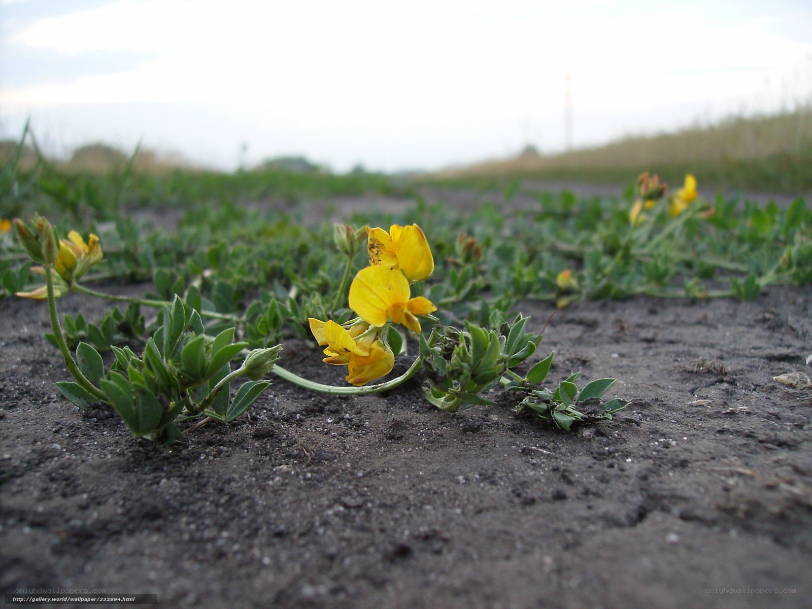 Yellow flowers on the ground