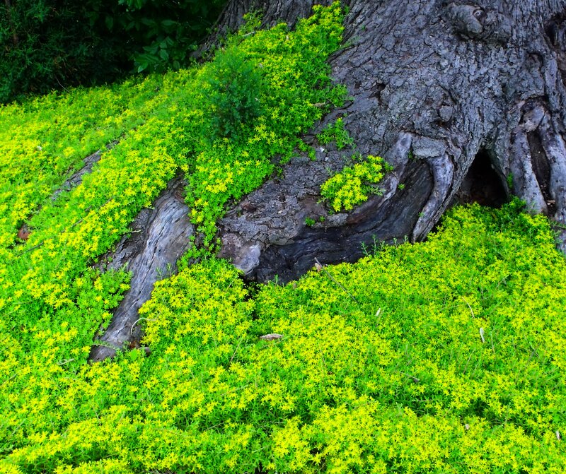 Yellow Flowers on Tree Base