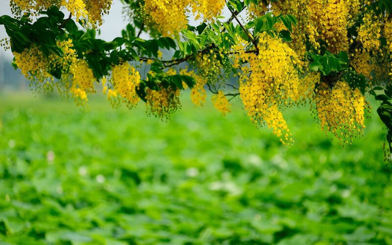 Yellow Flowers on Tree Branch — Serene