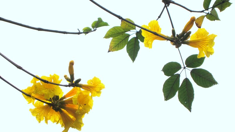 Yellow Flowers on Tree Branch
