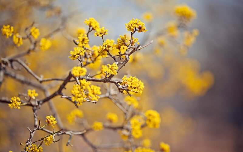 Yellow flowers on tree branches