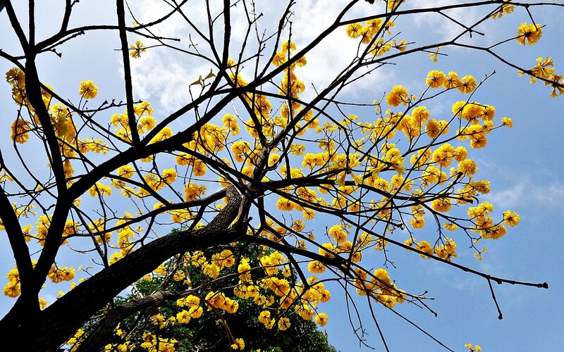 Yellow flowers on tree branches