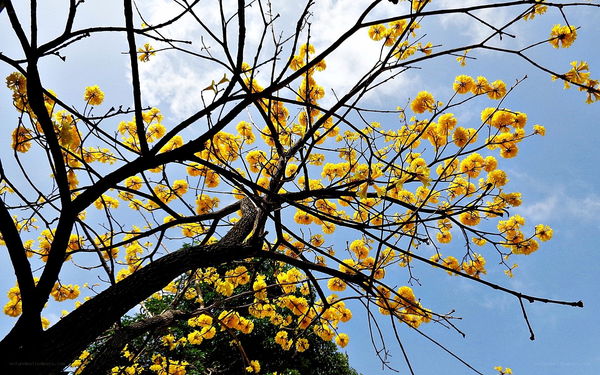 Yellow flowers on tree branches