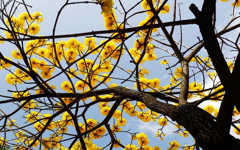 Yellow flowers on tree branches
