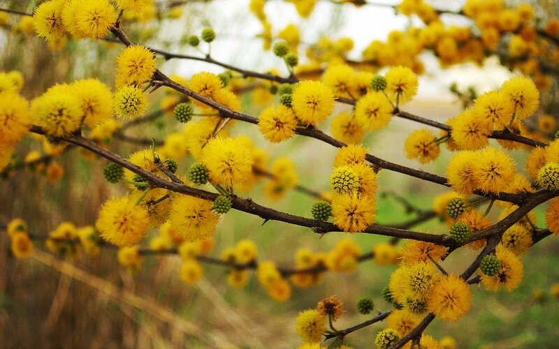 Yellow flowers on tree branches