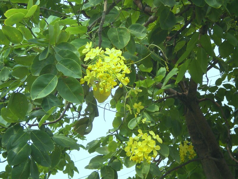 Yellow Flowers on Tree — Green