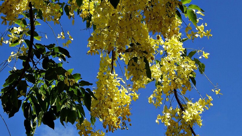 Yellow Flowers on Tree — Serene, Afternoon