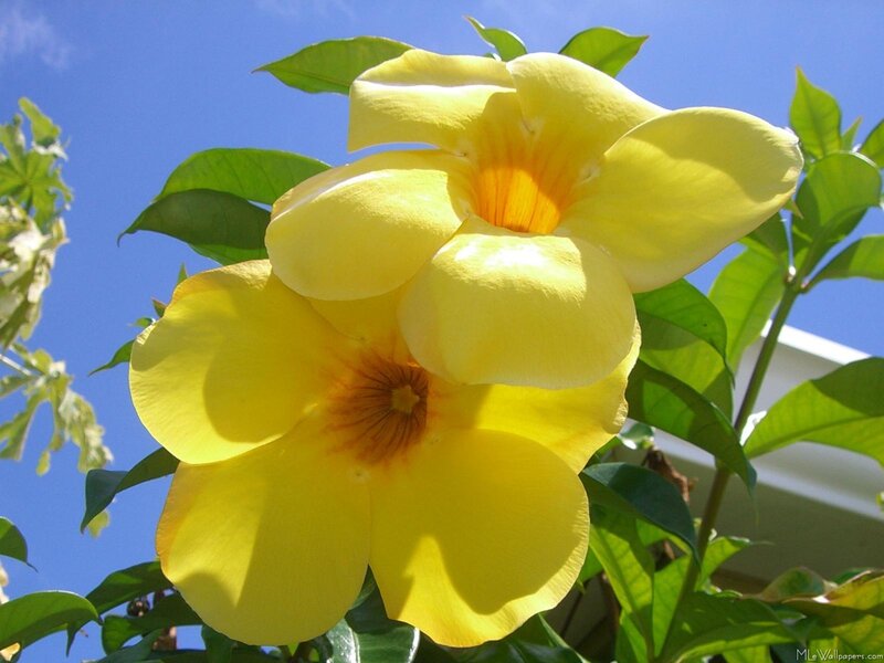 Yellow Flowers on Vine — Bright