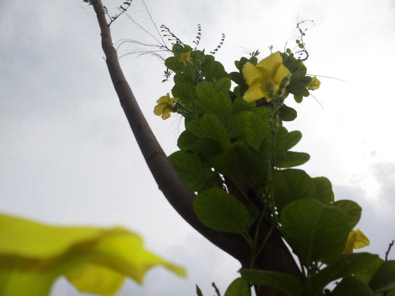 Yellow Flowers on Vine — Green