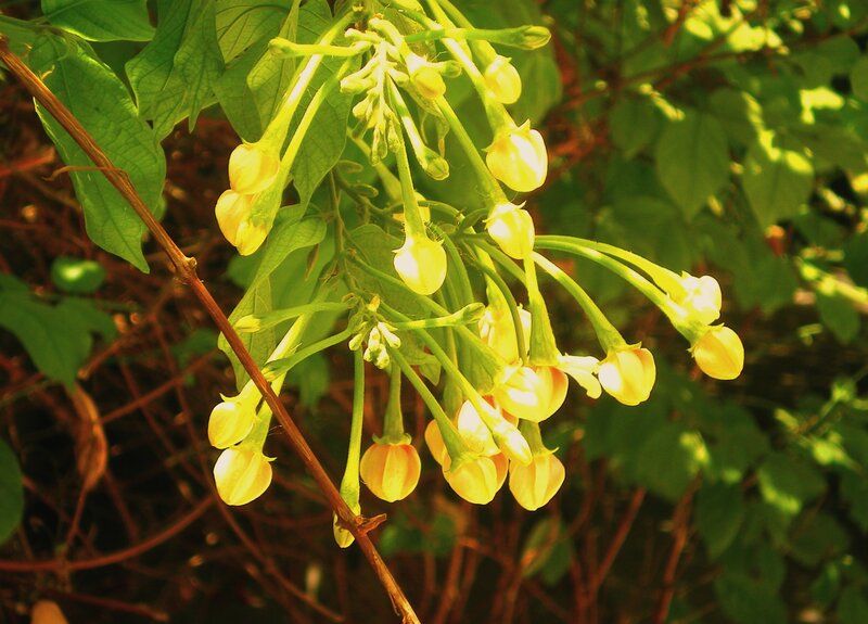 Yellow Flowers on Vine
