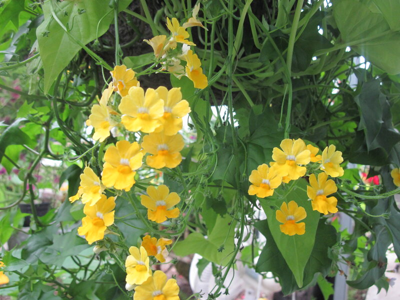 Yellow Flowers on Vines — Natural