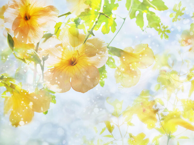 Yellow Flowers on Vines — Serene, Morning