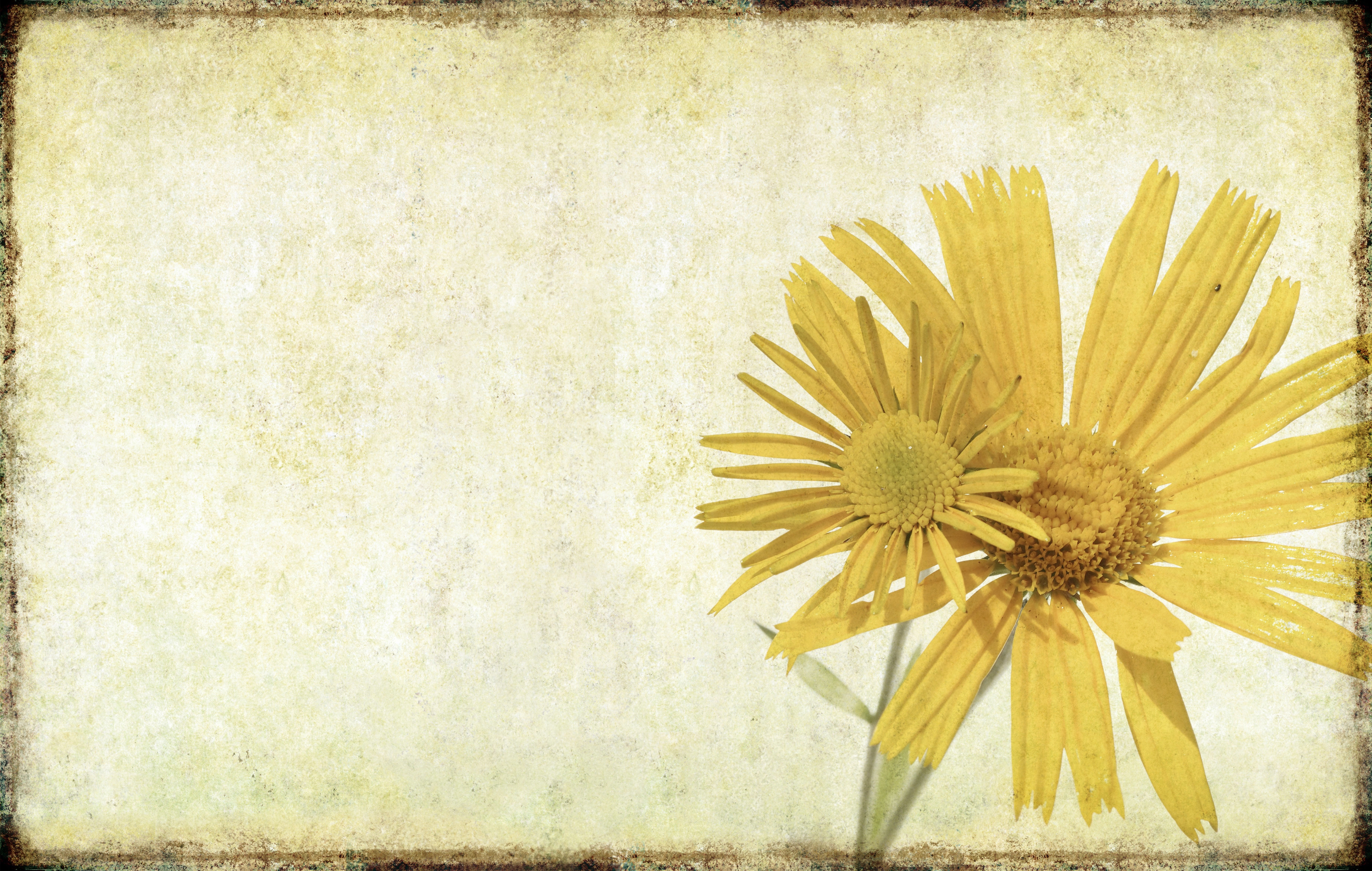 yellow flowers on vintage paper